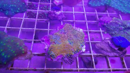 $5 coral frags
