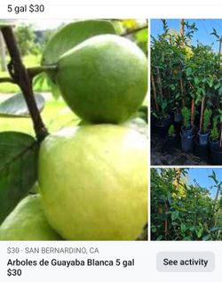 Arboles De Guayaba Blanca 5 Gal $30