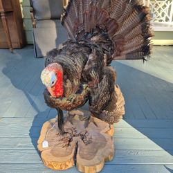 Taxidermy Turkey 