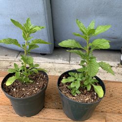 Outdoor epazote 