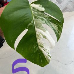 Monstera Albo Cutting