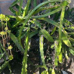 Dragon Fruit Cutting And Rooted 10”5 Cutting