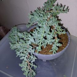 Bonsai 