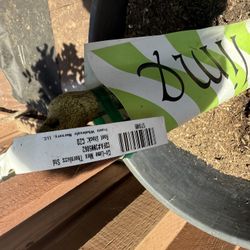 Mexican Thornless Lime 