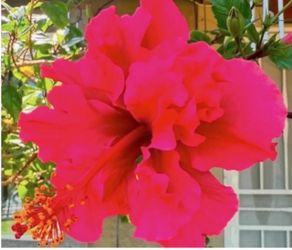 Pink Hibiscus 🌺 Double Flawer $30 Each Price Firm