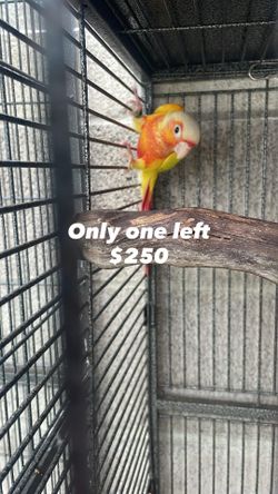 Bird Cages