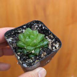 Haworthia Cooperi
