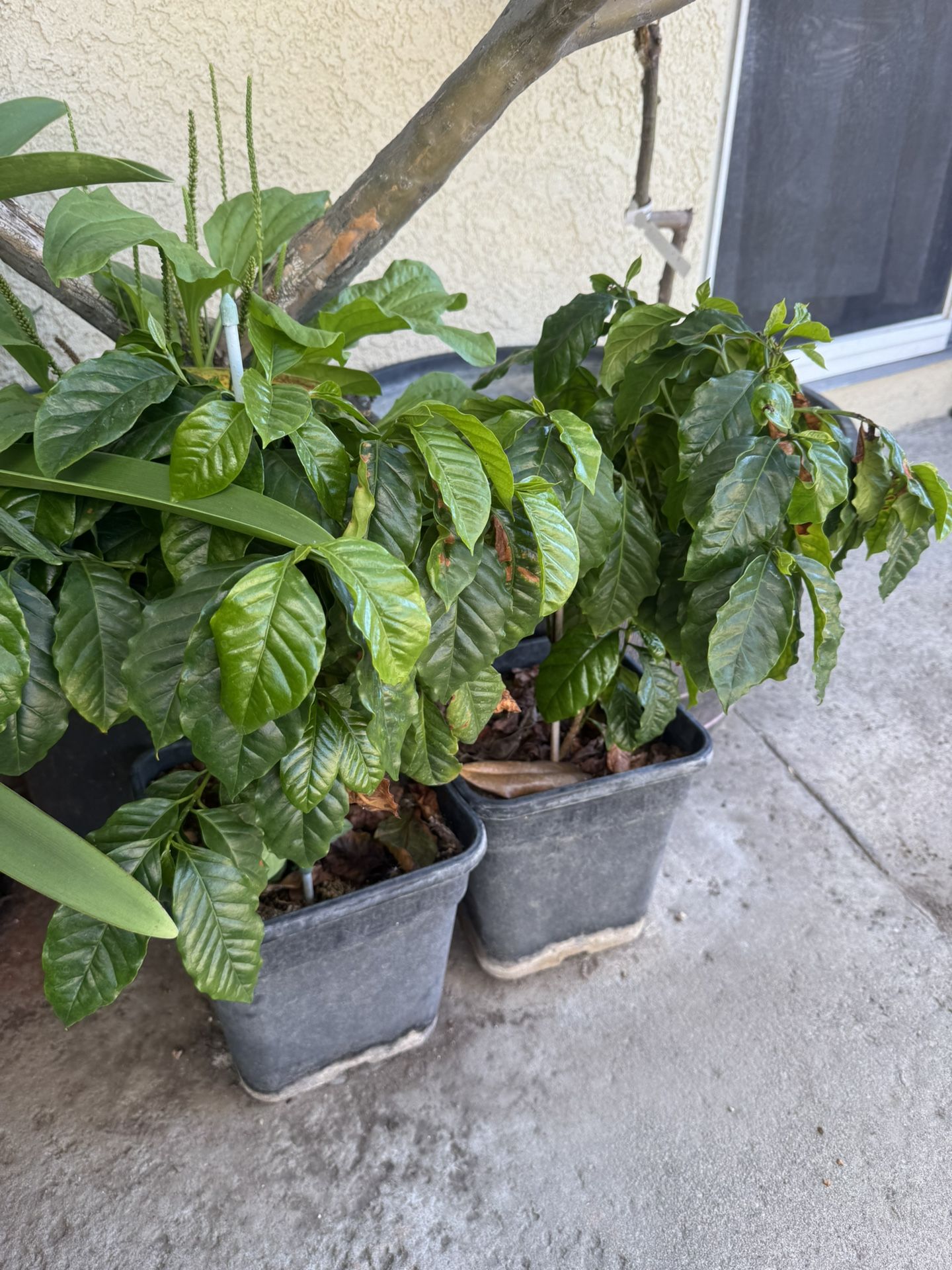 Coffee Plants About 2 Year Old