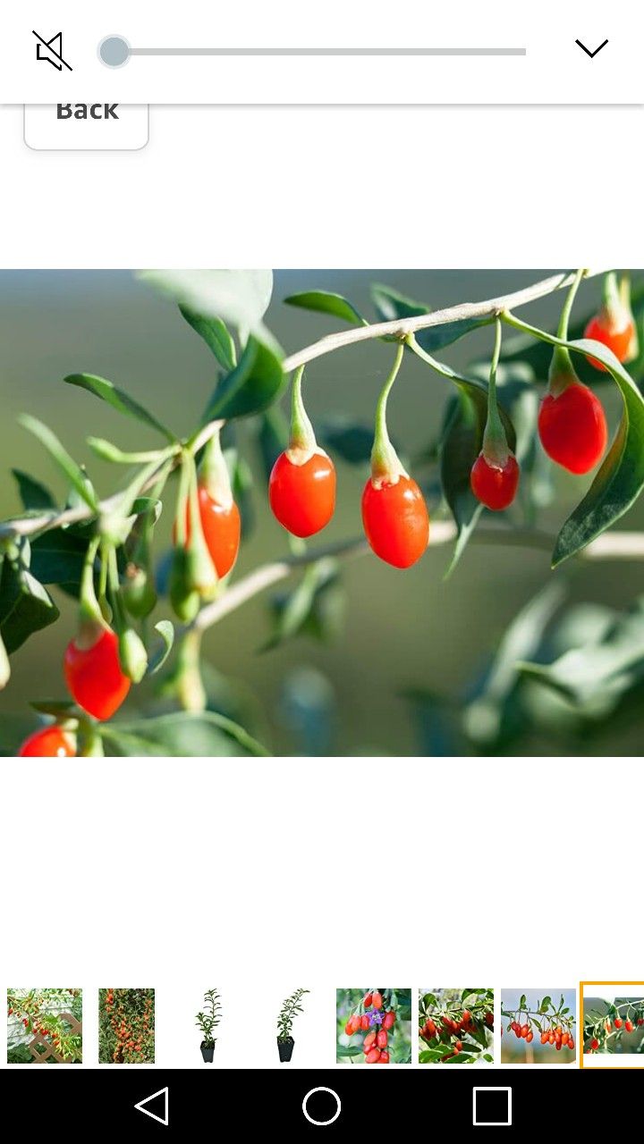 Goji Red Berry Wolfberry 3gallon 4ft Fully Grown Plant