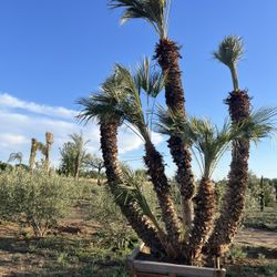 Beautiful tropical palm trees for sale