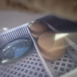 Chicken Eggs 