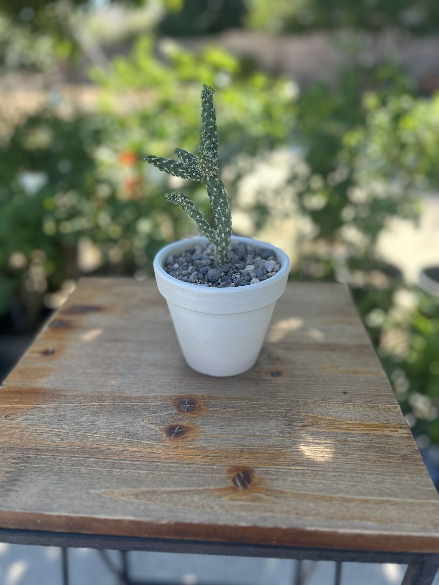 Single Cactus In Ceramic Pot