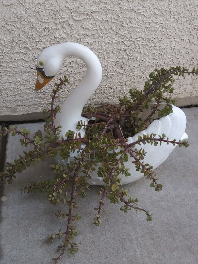 Garden Swan Decor With Jade Plant