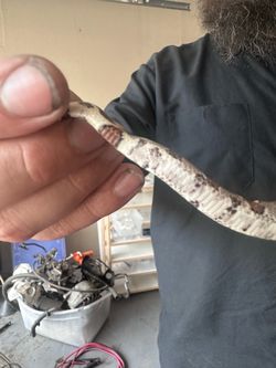 Boa mini snake collection