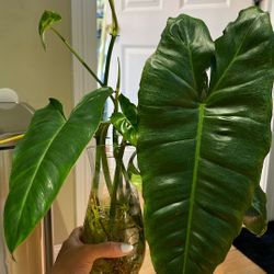 Paraiso Verde live Plant 