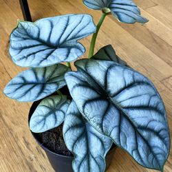 Rare Alocasia Silver Dragon Plant 🐉 in 6in. Pot / Free Delivery Available 