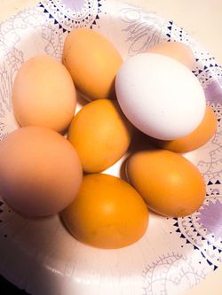 Black australorp Hatching Eggs
