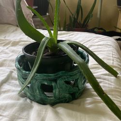 Plant Aloe Vera Young For Short Sale