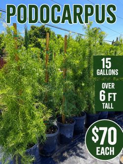 🌿 PODOCARPUS PRIVACY TREES 🌿
