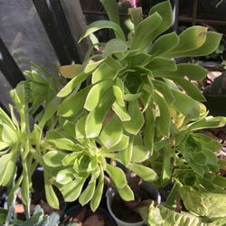 Suculenta