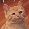 Dan