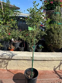 Thai dragon pepper tree