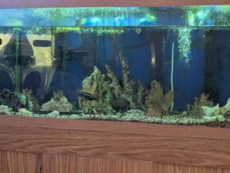 Fish tank only