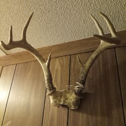 Deer Antler For Sell