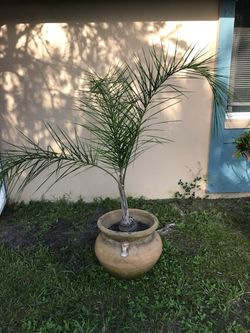 Palm trees and base