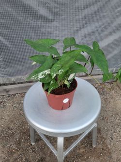 Variegated senguinium 6" Nursery Pot