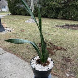 Houseplant 
