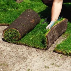 Sod /turf