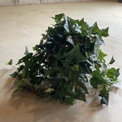 Greenery Decor