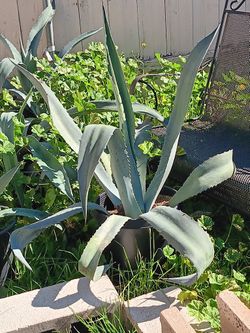 Plants, Succulents, And More