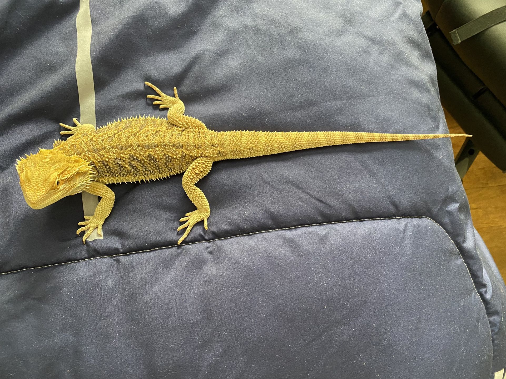 5-month-old-bearded-dragon-for-sale-in-manchester-pa-offerup