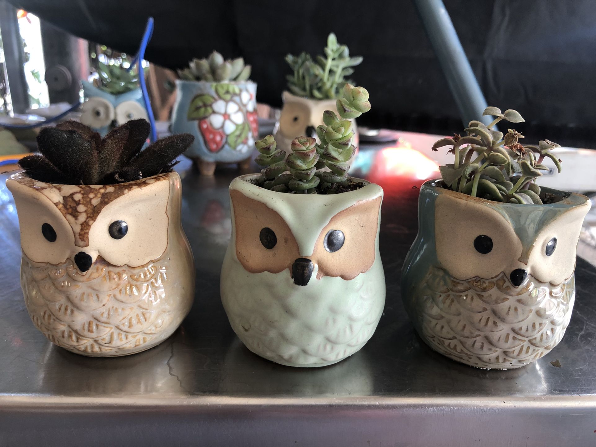 Cute Owls 3