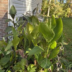 Free Yellow Catalilys (You dig )