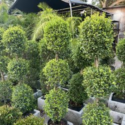 Triple Ball Topiary In 3 gls Pot. SPECIAL PRICE🤩