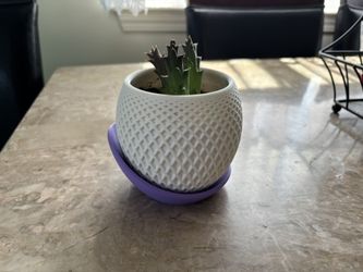 Tiny Succulent And Vase
