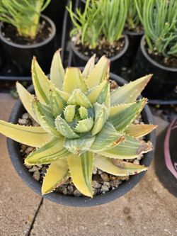 Unique and Unusual Succulent- Variegated Aloe Brevifolia For $10