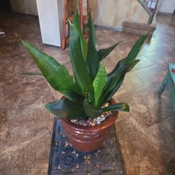 Sansevieria Snake Plants In New 8in Ceramic Pot With Rocks And Shells 