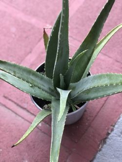 Plantas