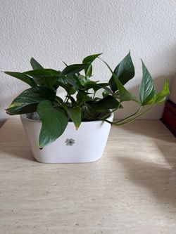 Pothos