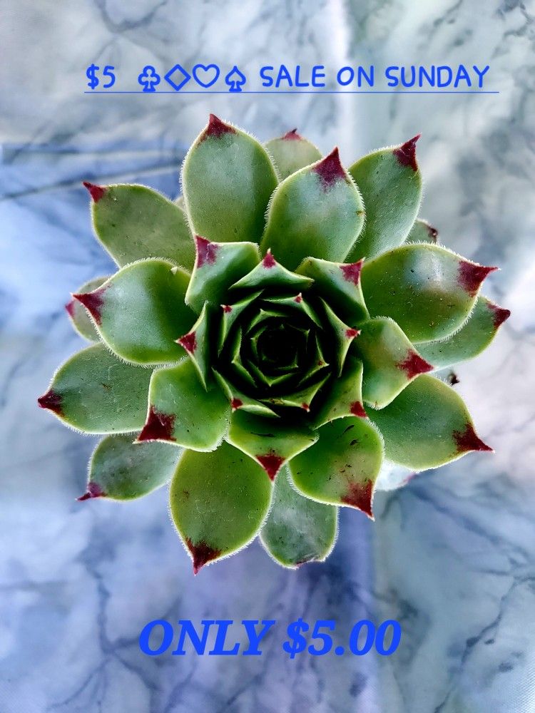 Big BIG SUCCULENT SALE TODAY. SUNDAY JUNE 26TH FROM 1PM TO 6PM SAN LORENZO. TODAY !!!