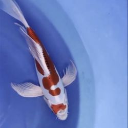 Koi 