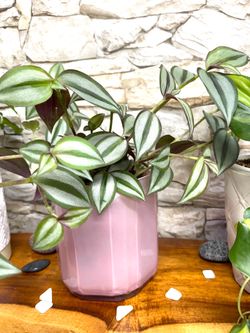 Beautiful tradescantia zebrina house plant in cute double plastic/glass pot 5.5"H.