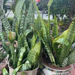 Snake Plants 