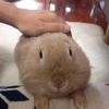 bunnimochii223