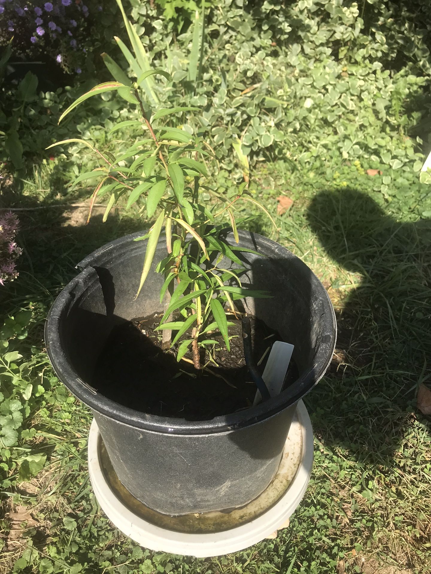 Baby Peach Tree 1 Foot Tall