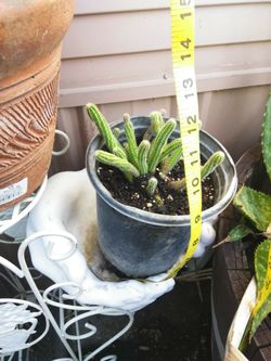 Plant Worm suculants